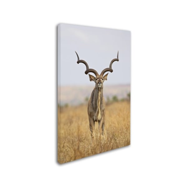 Robert Harding Picture Library 'Antelope' Canvas Art,16x24